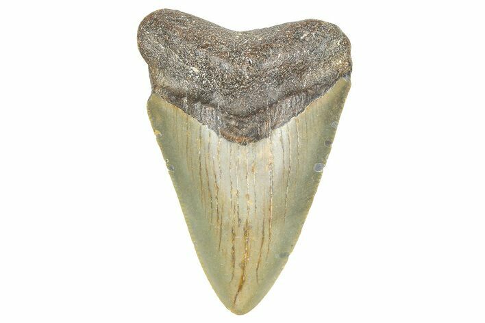 Juvenile Megalodon Tooth - North Carolina #359037